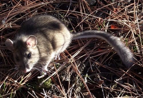 Bushy-tailed woodrat Bushytailed Wood Rat Neotoma cinerea iNaturalistorg