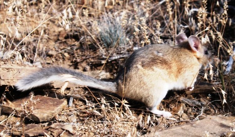 Bushy-tailed woodrat Helping a Bushytailed Woodrat packrat move out Bison Quest