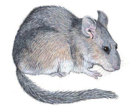 Bushy-tailed woodrat Wood Rat Pack Rat PEST CONTROL CANADA
