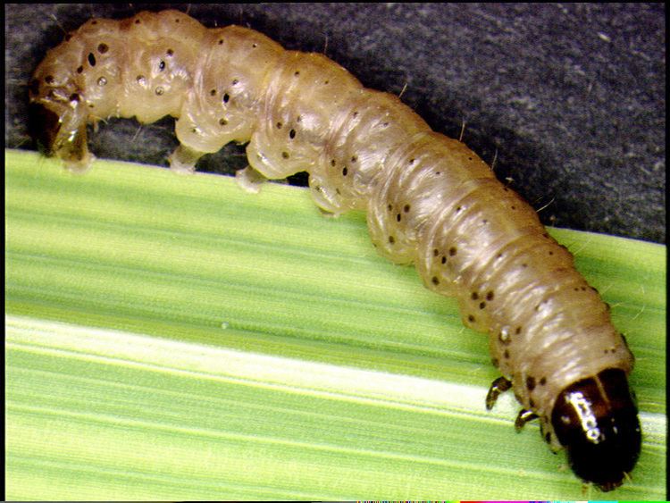 Busseola fusca File5th instar larva of B fuscajpg Wikimedia Commons