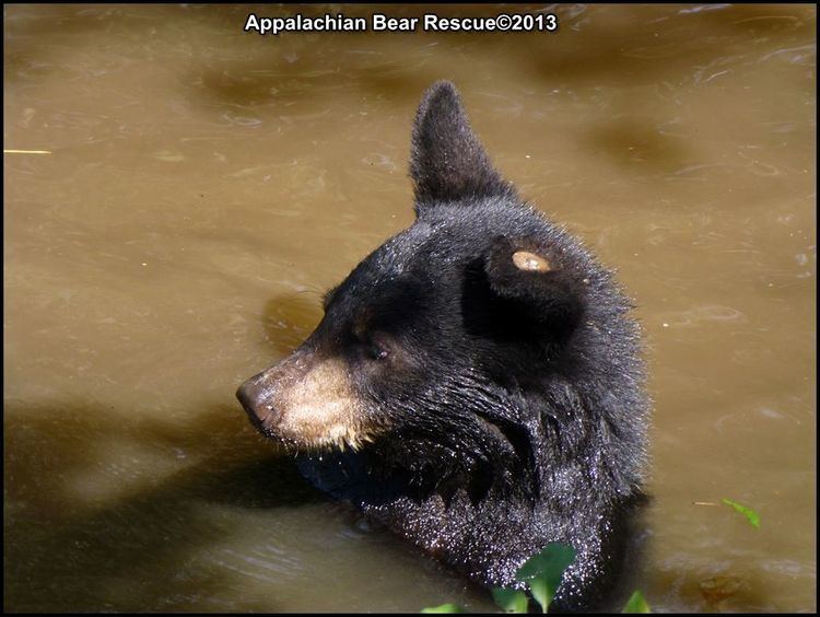 Busy Little Bears Busy Little Bears 2 Appalachian Bear Rescue