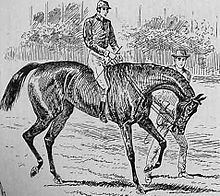 Busybody (horse) httpsuploadwikimediaorgwikipediacommonsthu