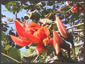 Butea monosperma Butea Monosperma Benefits amp Uses of Palash Always Ayurveda