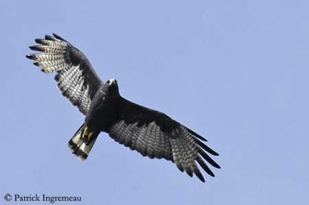 Buteo Hawk Genus Buteo American hawks