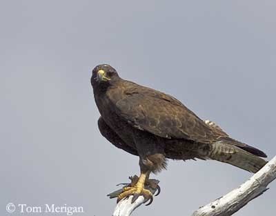 Buteo Hawk Genus Buteo American hawks