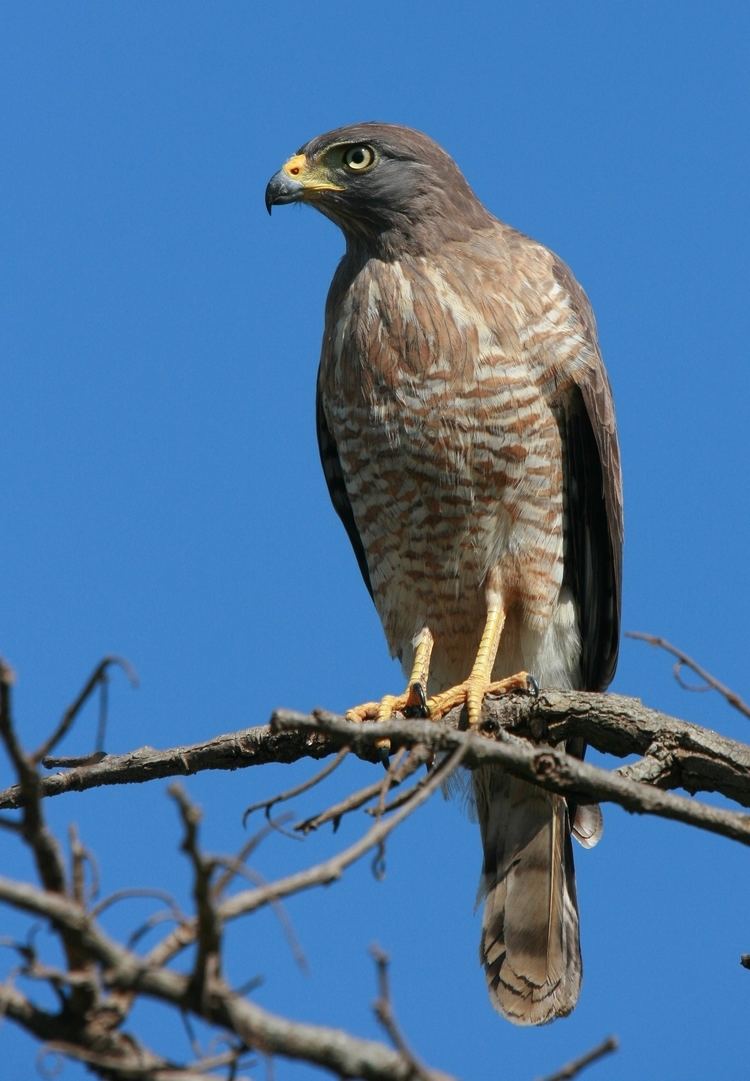 Buteo Roadside hawk Wikipedia