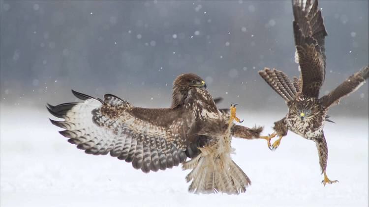 Buteo Myszow zwyczajny Buteo buteo Common buzzard YouTube