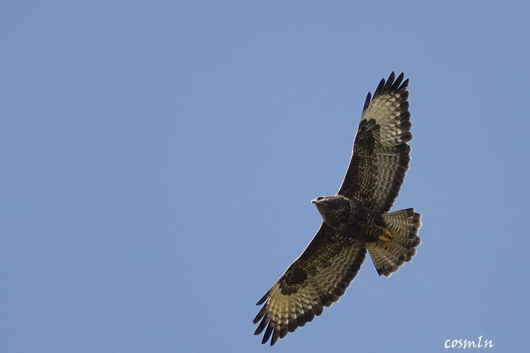 Buteo Buteo buteo