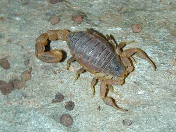 Buthidae httpswwwntnunoubscorpionfileshsp2jpg