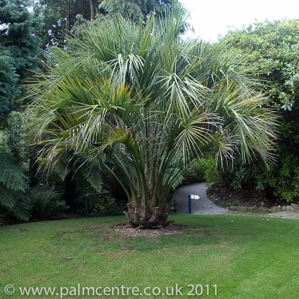 Butia Butia capitata Jelly Palm From Palm Centre