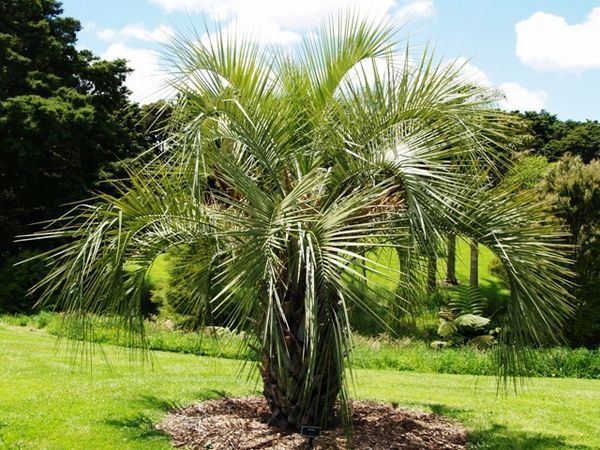Butia Butia yatay Palmpedia Palm Grower39s Guide