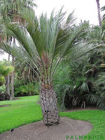 Butia Butia odorata Palmpedia Palm Grower39s Guide
