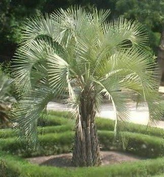 Butia capitata Butia capitata Plantinfo EVERYTHING and ANYTHING about plants in SA