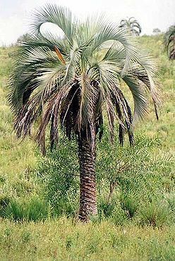 Butia yatay Butia yatay Palmpedia Palm Grower39s Guide