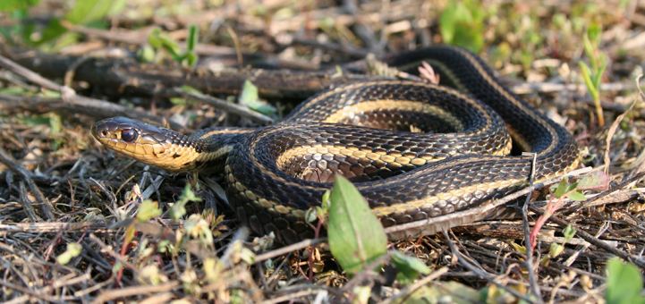 Butler's garter snake Reptiles and Amphibians of Ontario A New Ontario Reptile and