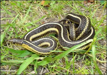 Butler's garter snake Animal A Day Butler39s Garter Snake