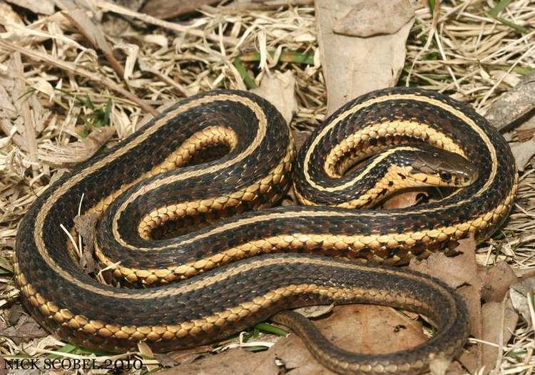 Butler's garter snake Butler39s Garter Snake Herpetological Resource and Management LLC