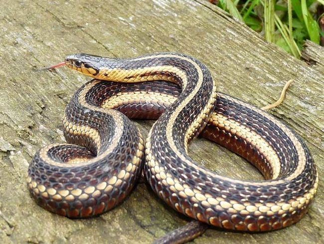 Butler's garter snake Endangered snakes could move to Canatara Sarnia Observer