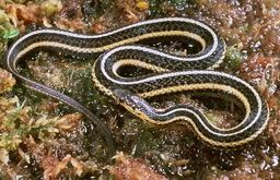 Butler's garter snake BioKIDS Kids39 Inquiry of Diverse Species Thamnophis butleri