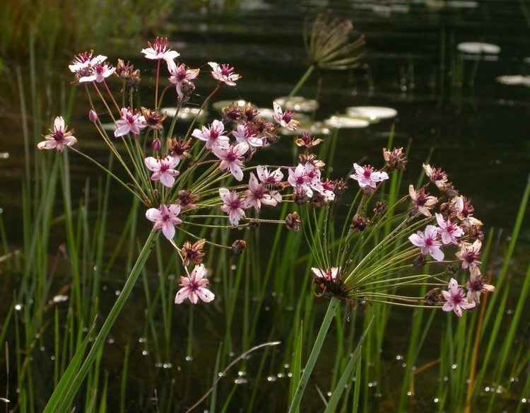 Image result for flowering rush invasive species