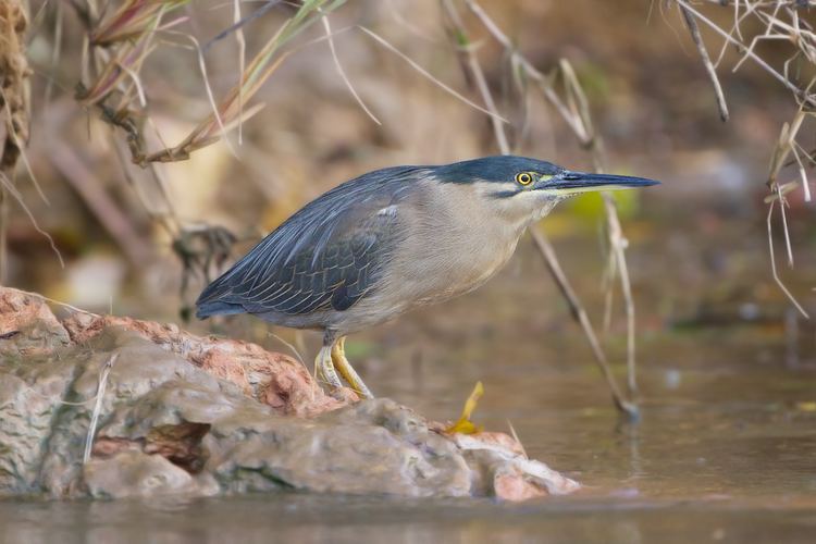 Butorides Striated heron Wikipedia