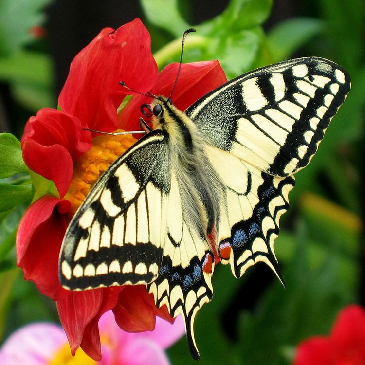 Butterfly httpsuploadwikimediaorgwikipediacommons33