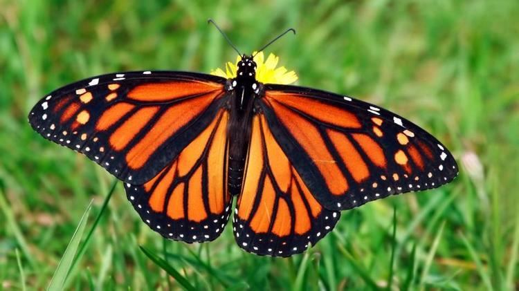 Butterfly Monarch Butterfly