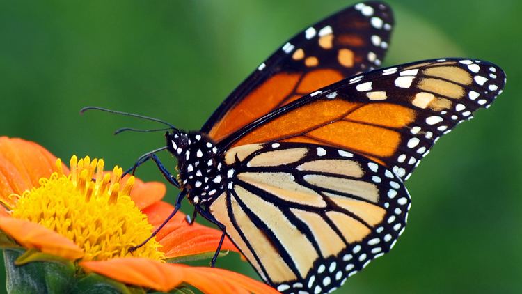 Butterfly Monarch Butterfly