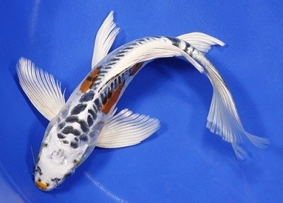 Butterfly Koi Premium Butterfly Koi 56quot For Sale