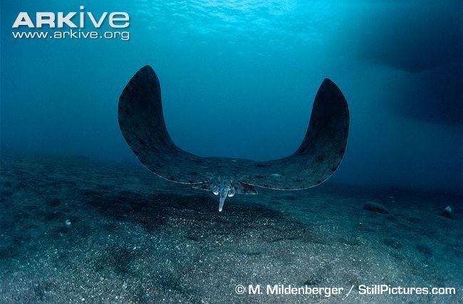 Butterfly ray Spiny butterfly ray videos photos and facts Gymnura altavela ARKive