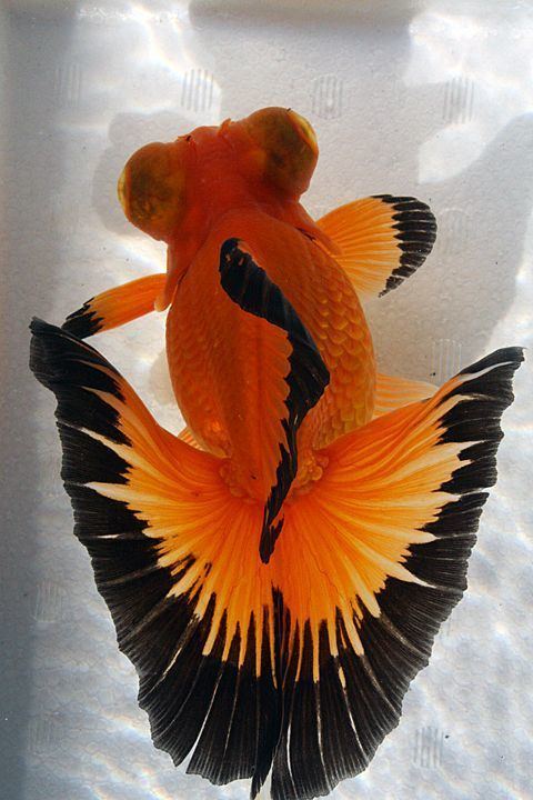 Butterfly tail (goldfish) httpssmediacacheak0pinimgcom736x72f43e