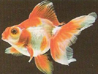 Butterfly tail (goldfish) Goldfish Care Types Pictures Diseases and Treatment Butterfly