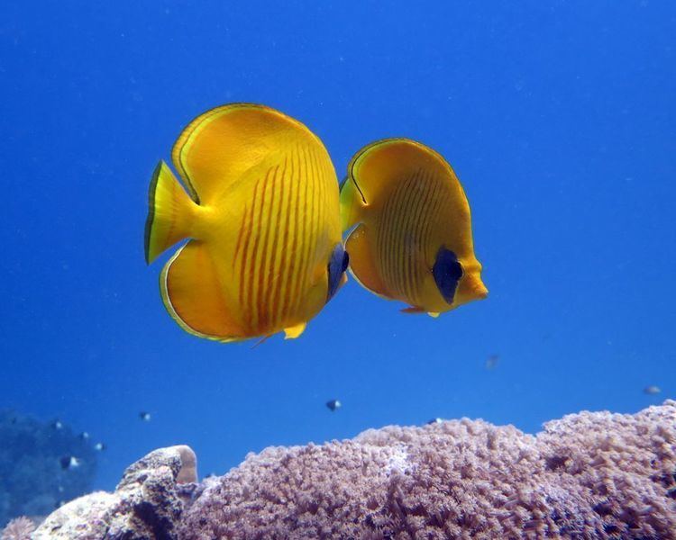 Butterflyfish Butterflyfish Butterflyfish Pictures Butterfly Fish Facts