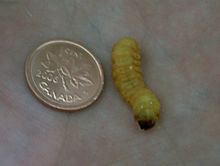 Butter Worms for fish, reptiles and fishing