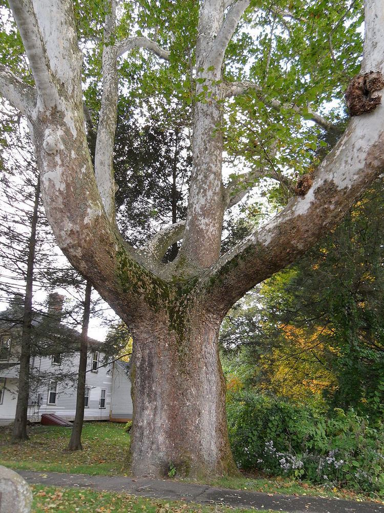 Buttonball Tree