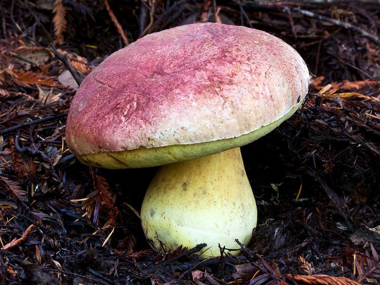 Butyriboletus regius California Fungi Boletus regius