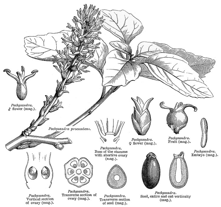 Buxaceae Angiosperm families Buxaceae Dum