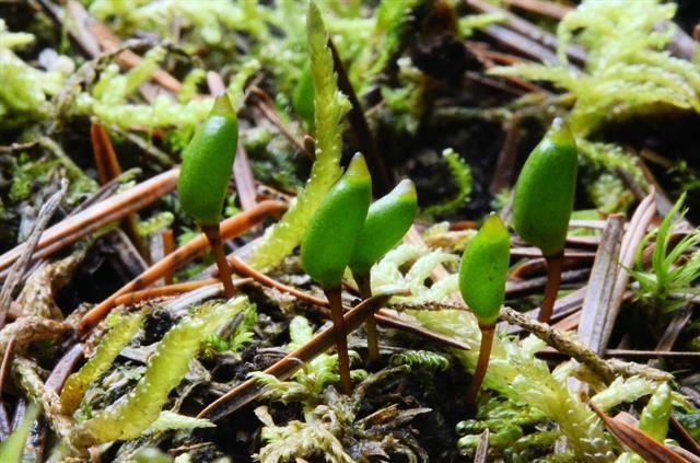 Buxbaumia Buxbaumia viridis details Forestventurecom