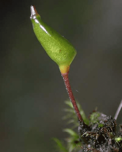 Buxbaumia Buxbaumia piperi Introduction to Bryophytes