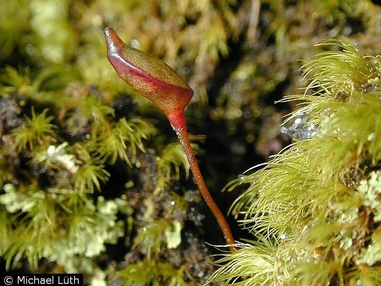 Buxbaumia Large image for Buxbaumia aphylla buxbaumia moss USDA PLANTS