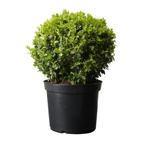 Buxus BUXUS SEMPERVIRENS Potted plant Boxball 24 cm IKEA