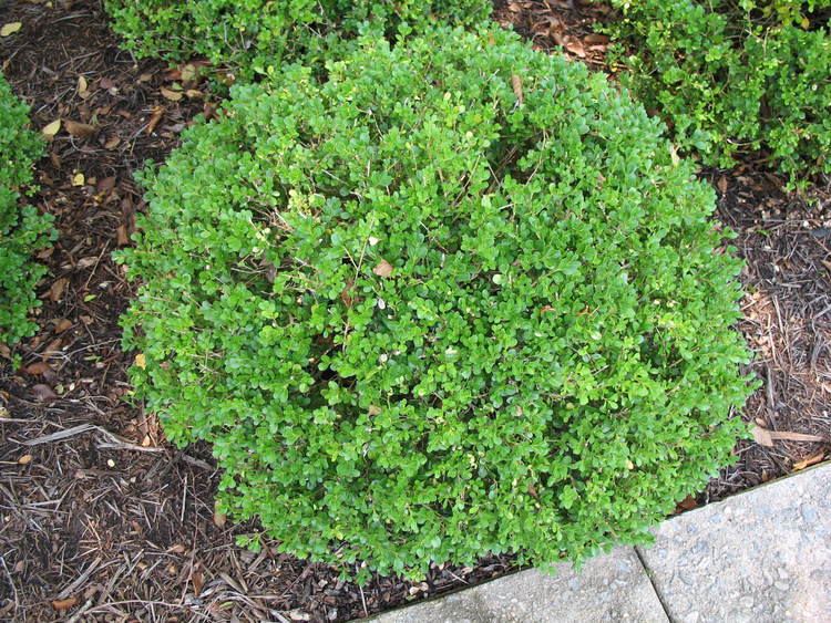 Buxus microphylla Online Plant Guide Buxus microphylla 39Green Pillow39 Green Pillow