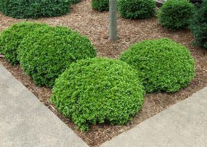 Buxus microphylla Green Pillow Boxwood Buxus microphylla 39Green Pillow39 from Saunders
