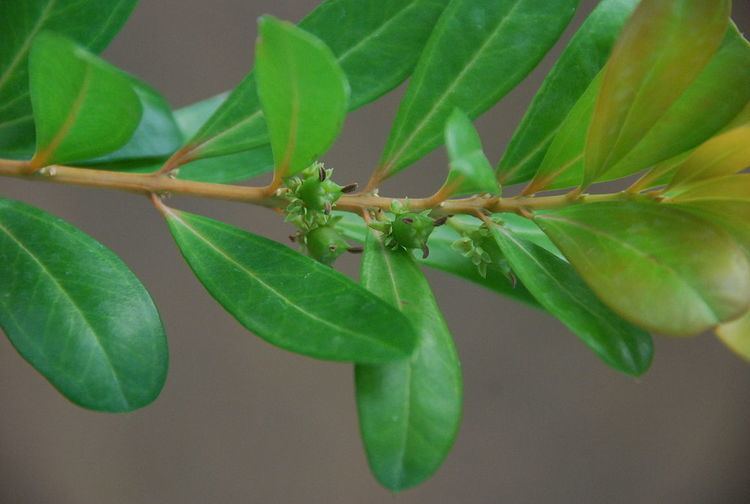 Buxus vahlii Buxus vahlii Wikipedia