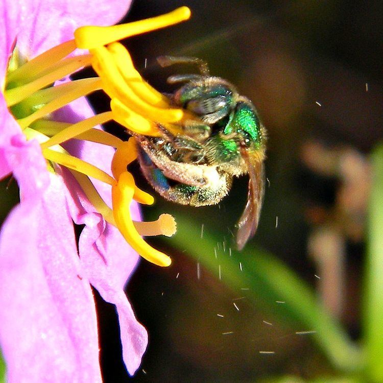 Buzz pollination