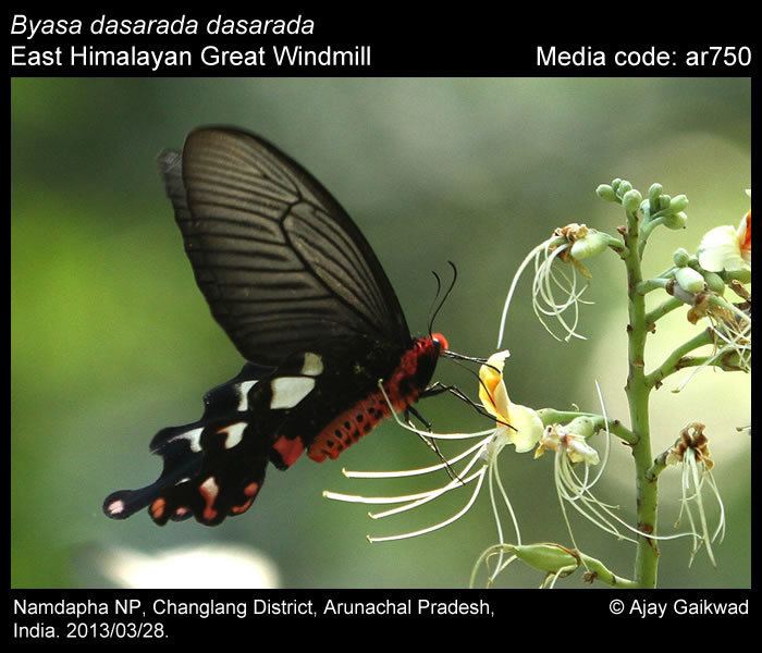 Byasa dasarada Byasa dasarada Great Windmill Butterflies of India