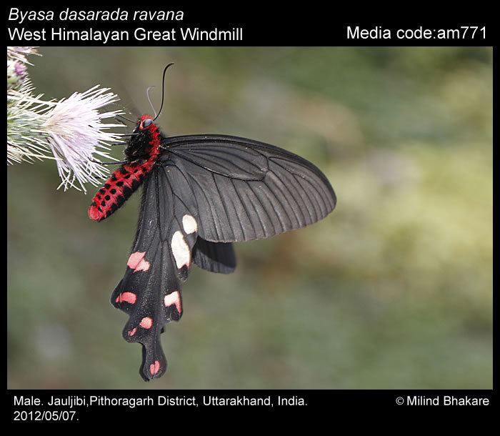 Byasa dasarada Byasa dasarada Great Windmill Butterflies of India
