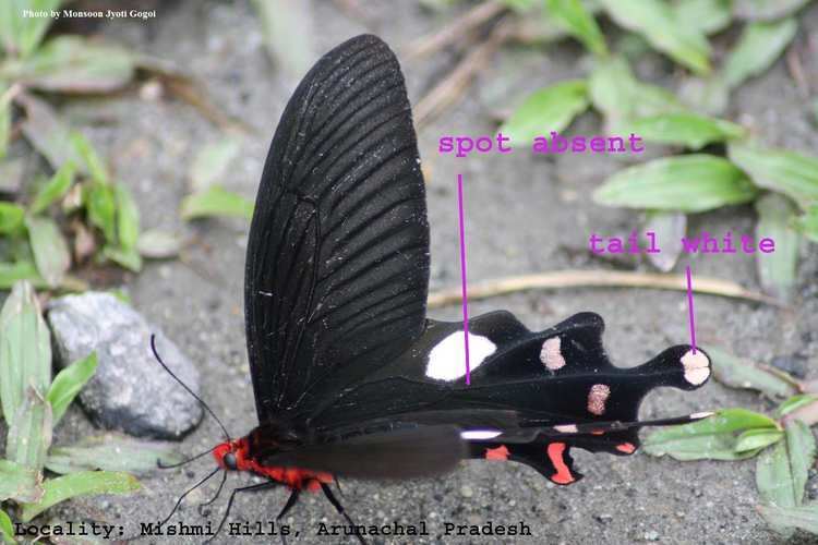 Byasa dasarada Butterflies ltbrgt Papilionidae Swallowtails ltbrgt Subfamily