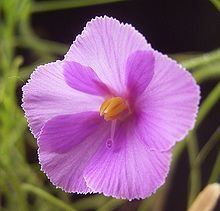 Byblis filifolia httpsuploadwikimediaorgwikipediacommonsthu