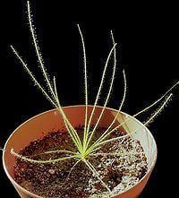 Byblis (plant) httpsuploadwikimediaorgwikipediacommonsthu